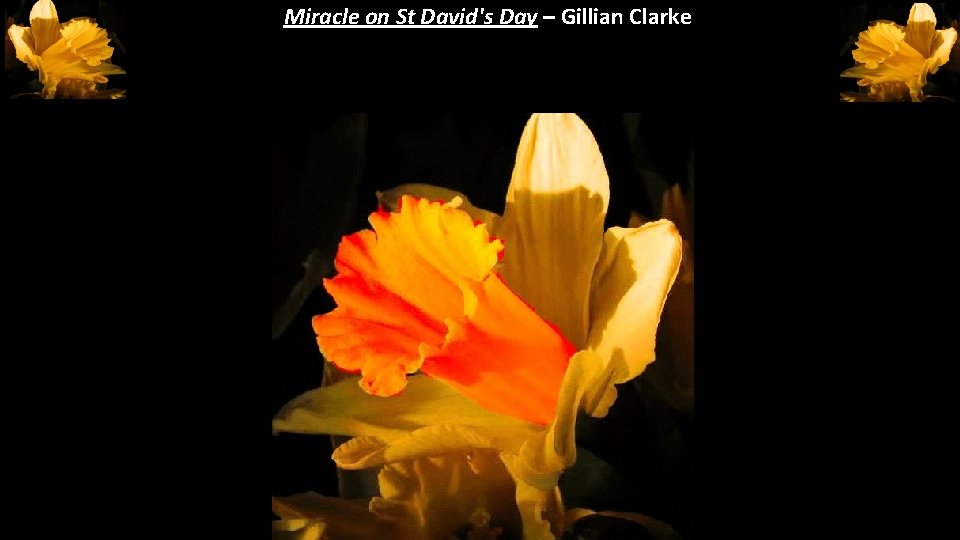 Miracle on St David's Day – Gillian Clarke Miracle on St David's Day – Gillian Clarke