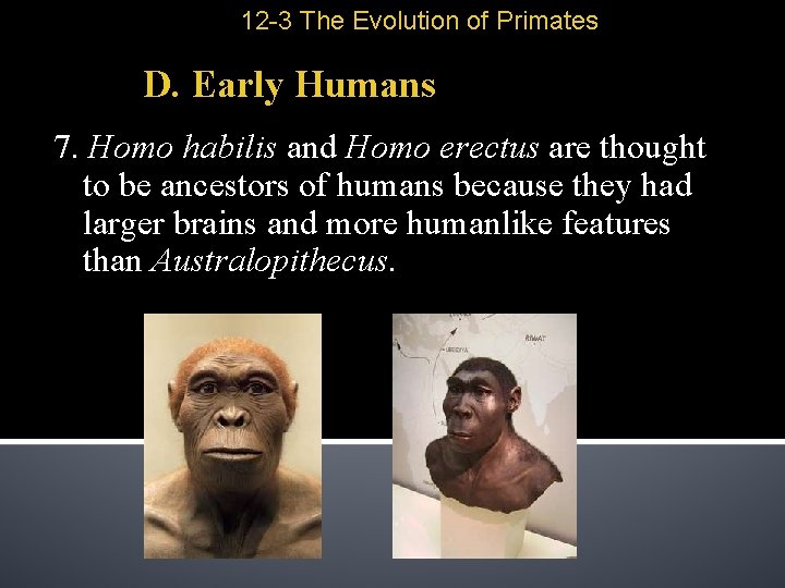 12 -3 The Evolution of Primates D. Early Humans 7. Homo habilis and Homo