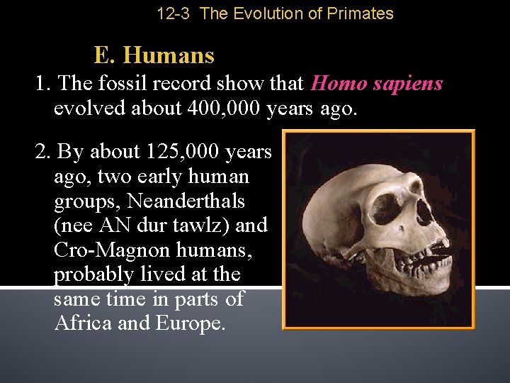 12 -3 The Evolution of Primates E. Humans 1. The fossil record show that