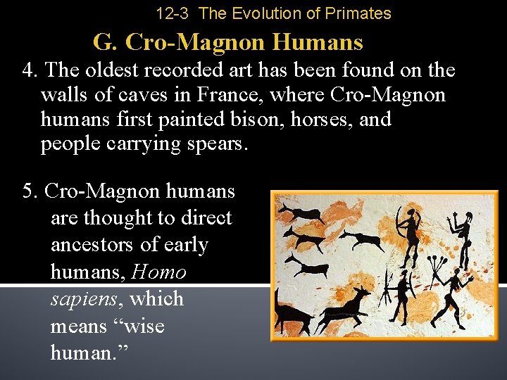 12 -3 The Evolution of Primates G. Cro-Magnon Humans 4. The oldest recorded art