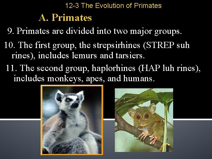 12 -3 The Evolution of Primates A. Primates 9. Primates are divided into two