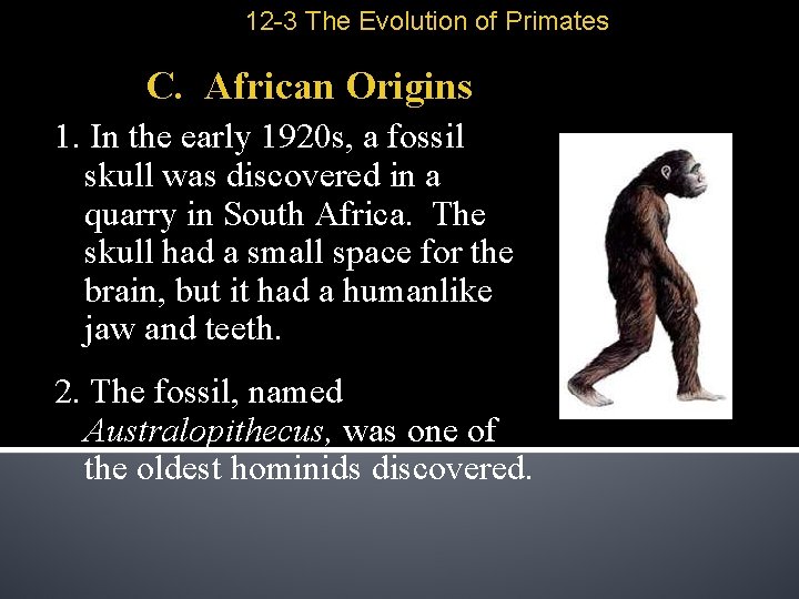 12 -3 The Evolution of Primates C. African Origins 1. In the early 1920