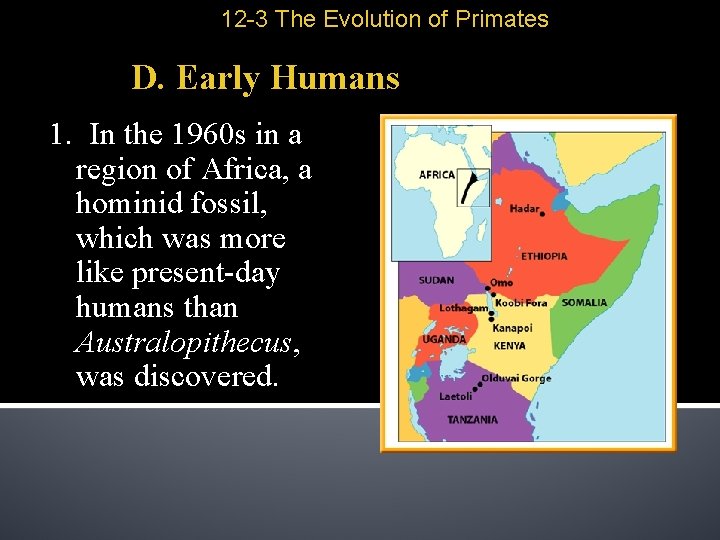 12 -3 The Evolution of Primates D. Early Humans 1. In the 1960 s