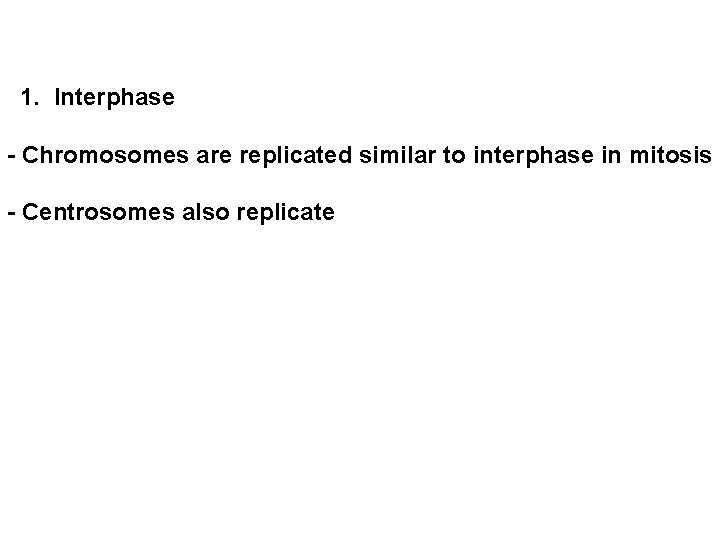  1. Interphase - Chromosomes are replicated similar to interphase in mitosis - Centrosomes