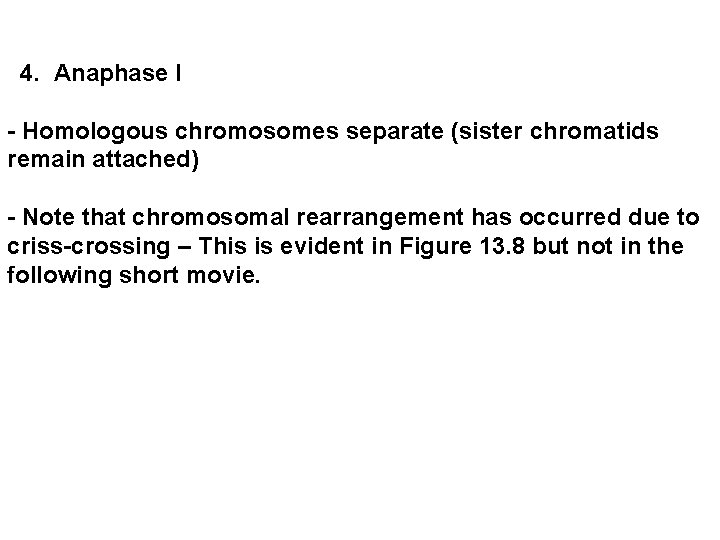  4. Anaphase I - Homologous chromosomes separate (sister chromatids remain attached) - Note