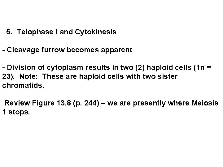  5. Telophase I and Cytokinesis - Cleavage furrow becomes apparent - Division of