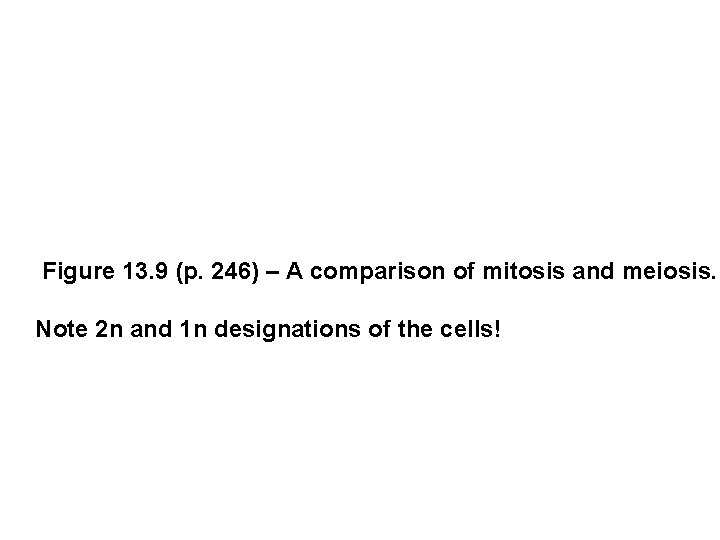  Figure 13. 9 (p. 246) – A comparison of mitosis and meiosis. Note