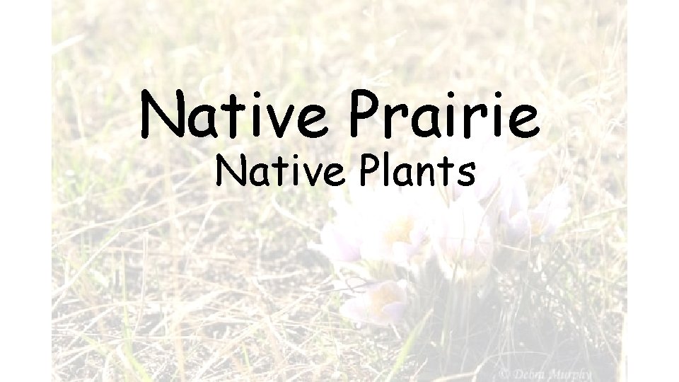 Native Prairie Native Plants 