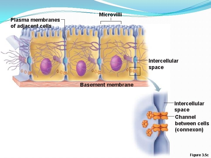 Plasma membranes of adjacent cells Microvilli Intercellular space Basement membrane Intercellular space Channel between