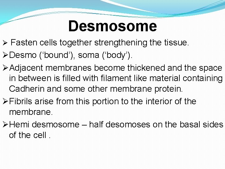 Desmosome Ø Fasten cells together strengthening the tissue. ØDesmo (‘bound’), soma (‘body’). ØAdjacent membranes