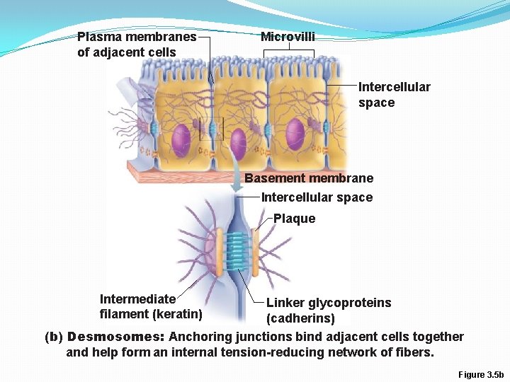 Plasma membranes of adjacent cells Microvilli Intercellular space Basement membrane Intercellular space Plaque Intermediate