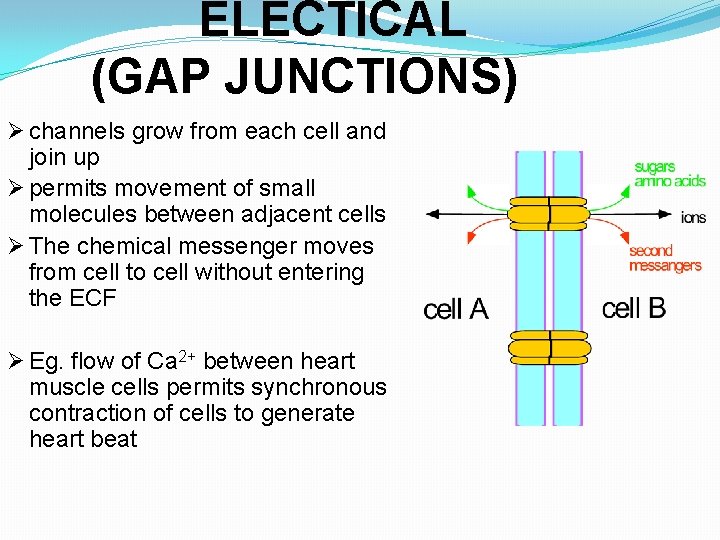 ELECTICAL (GAP JUNCTIONS) Ø channels grow from each cell and join up Ø permits