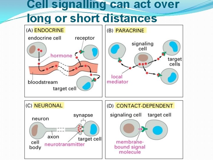 Cell signalling can act over long or short distances 