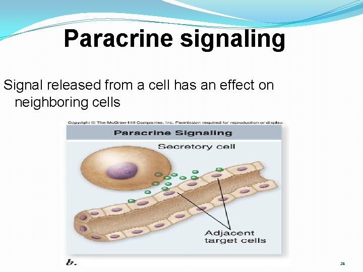 Paracrine signaling Signal released from a cell has an effect on neighboring cells 21