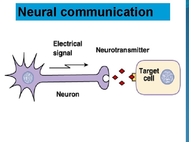 Neural communication 