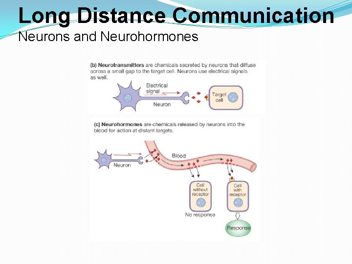 Long Distance Communication Neurons and Neurohormones 