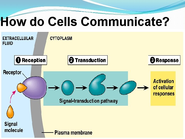 How do Cells Communicate? �. 