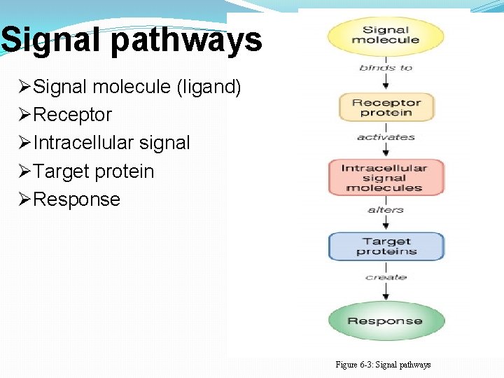 Signal pathways ØSignal molecule (ligand) ØReceptor ØIntracellular signal ØTarget protein ØResponse Figure 6 -3: