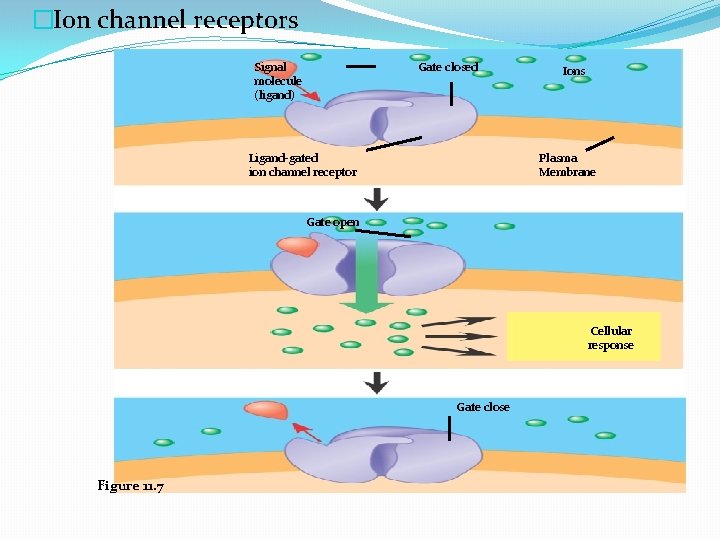 �Ion channel receptors Signal molecule (ligand) Gate closed Ligand-gated ion channel receptor Ions Plasma
