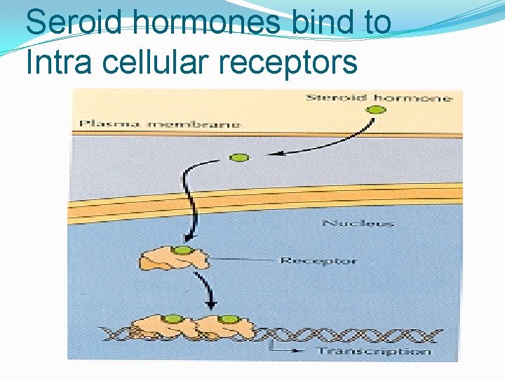 Seroid hormones bind to Intra cellular receptors 