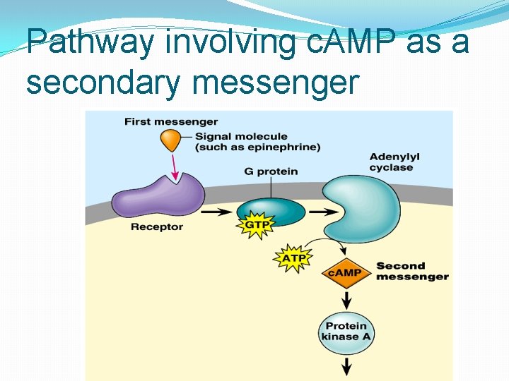 Pathway involving c. AMP as a secondary messenger 