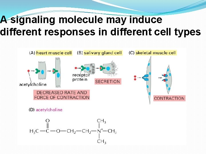 A signaling molecule may induce different responses in different cell types 