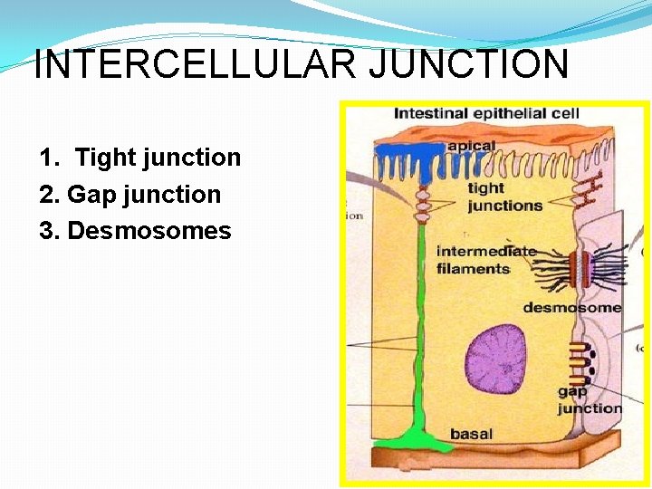 INTERCELLULAR JUNCTION 1. Tight junction 2. Gap junction 3. Desmosomes 