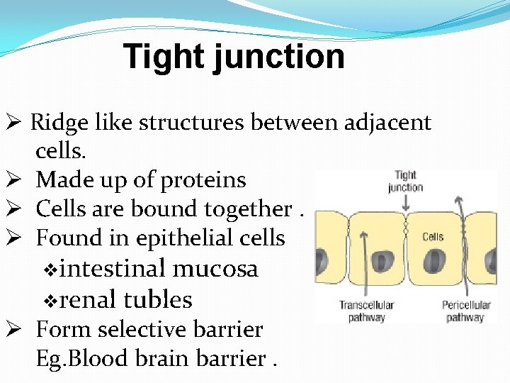 Tight junction Ø Ridge like structures between adjacent cells. Ø Made up of proteins