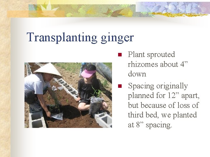 Transplanting ginger n n Plant sprouted rhizomes about 4” down Spacing originally planned for
