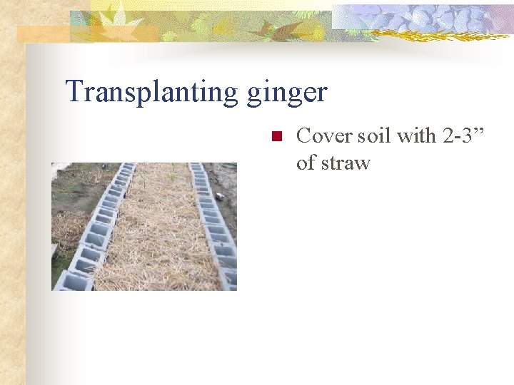 Transplanting ginger n Cover soil with 2 -3” of straw 