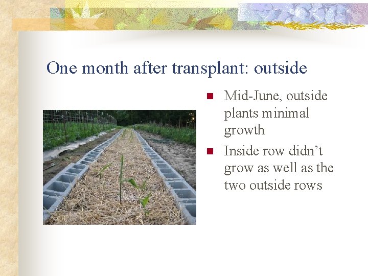 One month after transplant: outside n n Mid-June, outside plants minimal growth Inside row