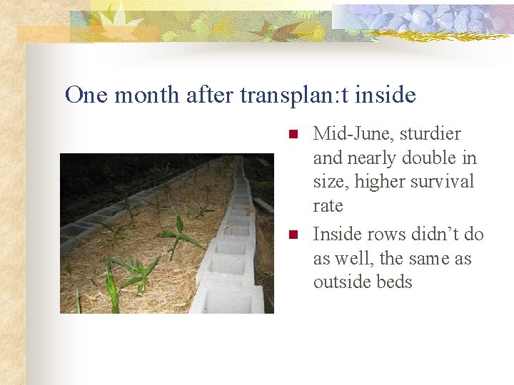 One month after transplan: t inside n n Mid-June, sturdier and nearly double in