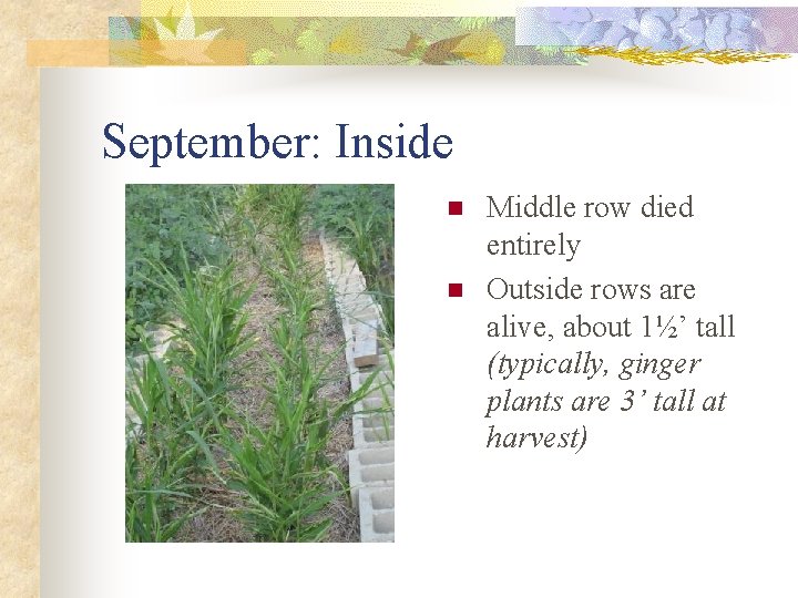 September: Inside n n Middle row died entirely Outside rows are alive, about 1½’