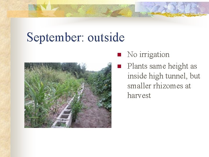 September: outside n n No irrigation Plants same height as inside high tunnel, but
