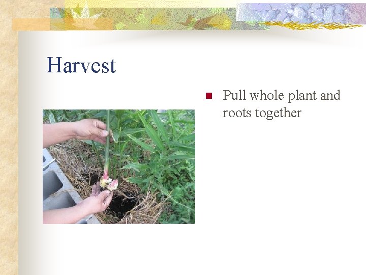 Harvest n Pull whole plant and roots together 