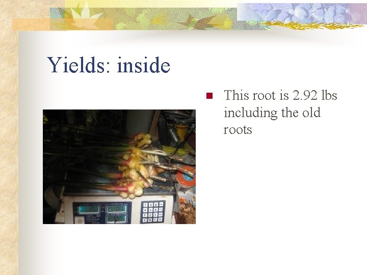 Yields: inside n This root is 2. 92 lbs including the old roots 