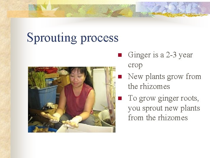 Sprouting process n n n Ginger is a 2 -3 year crop New plants