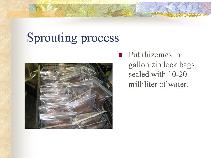 Sprouting process n Put rhizomes in gallon zip lock bags, sealed with 10 -20