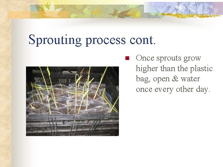 Sprouting process cont. n Once sprouts grow higher than the plastic bag, open &