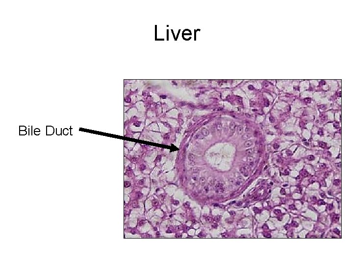 Liver Bile Duct 