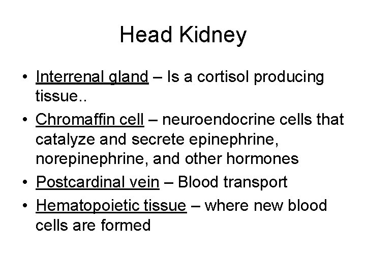 Head Kidney • Interrenal gland – Is a cortisol producing tissue. . • Chromaffin