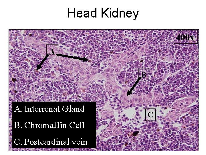 Head Kidney 400 x A B A. Interrenal Gland B. Chromaffin Cell C. Postcardinal