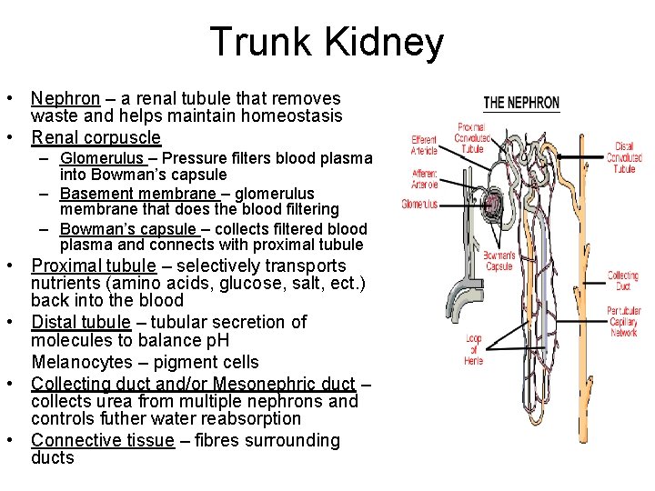 Trunk Kidney • Nephron – a renal tubule that removes waste and helps maintain