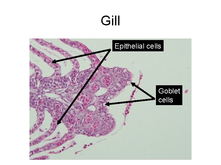 Gill Epithelial cells Goblet cells 