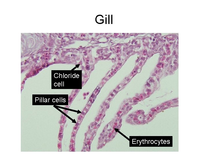 Gill Chloride cell Pillar cells Erythrocytes 