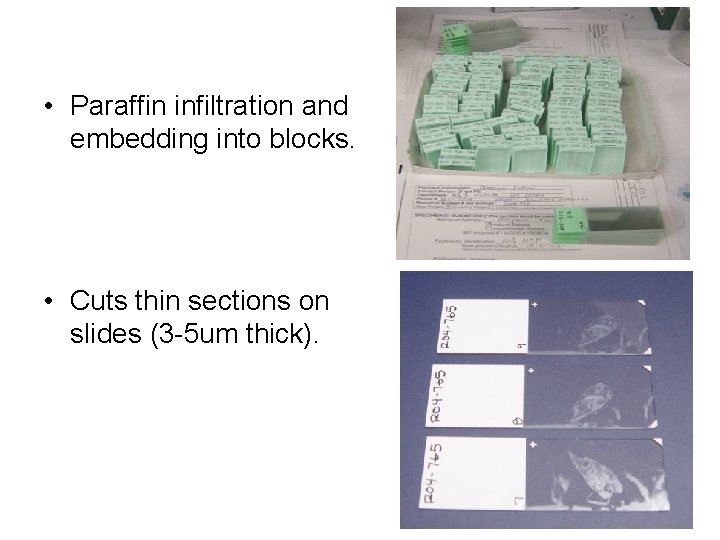  • Paraffin infiltration and embedding into blocks. • Cuts thin sections on slides