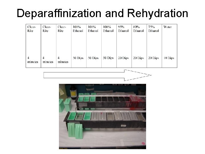 Deparaffinization and Rehydration 