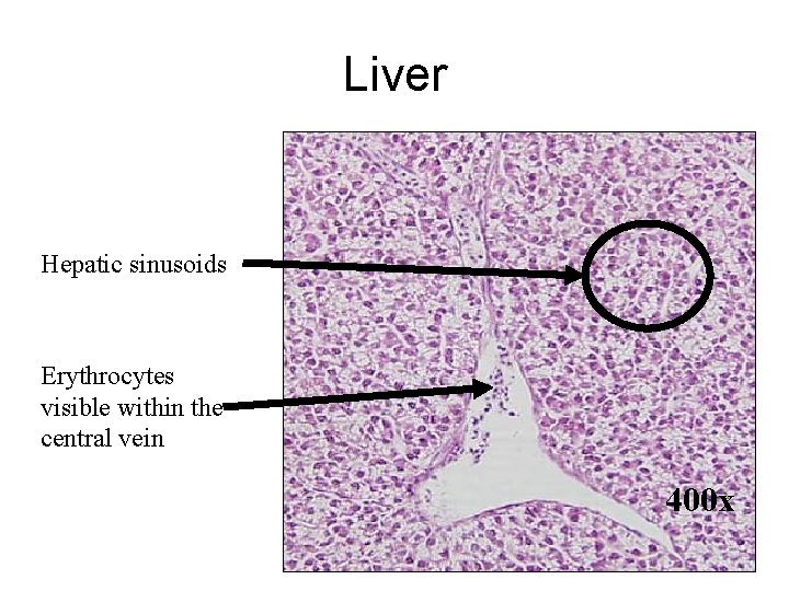 Liver Hepatic sinusoids Erythrocytes visible within the central vein 400 x 