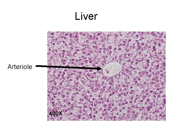 Liver Arteriole 400 X 