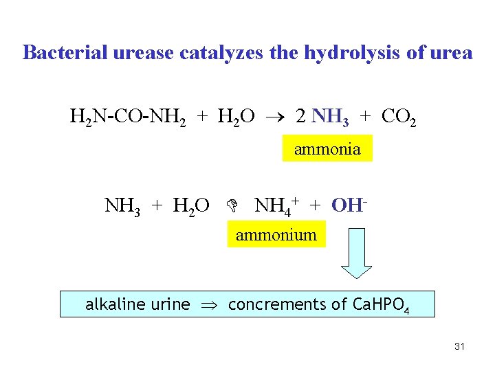 Bacterial urease catalyzes the hydrolysis of urea H 2 N-CO-NH 2 + H 2